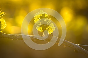 Young branch with sunlights in vineyards