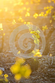 Young branch with sunlights in vineyards