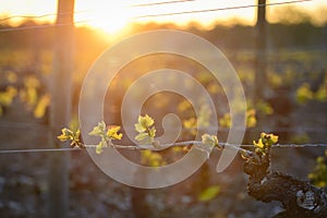 Young branch with sunlights in vineyards