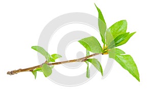 Young branch of a tree