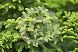 Young branches of blooming fir tree in the forest. Fir-needle tree branches composition as a natural background.