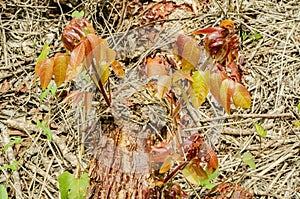 Young Branches Of Buchwood Trunk