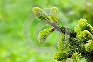 Young branches fir tree  spruce  with young new shoots on a green yellow blur background in spring forest