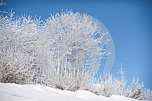 Young branches of frozen trees. Small trees covered with frost
