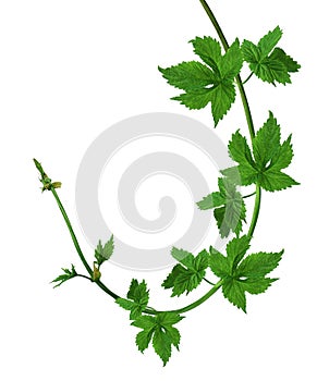 Young branches of hops with leaves and buds. Isolated.