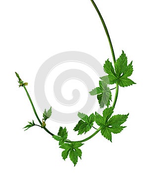 Young branches of hops with leaves and buds. Isolated.