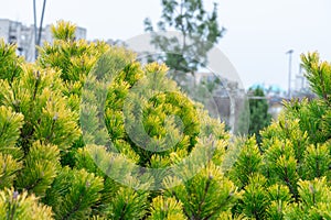 Young branches mountain pine of evergreen plants. Green dwarf coniferous shrub