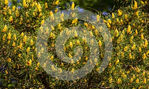 Young branches and pine cone