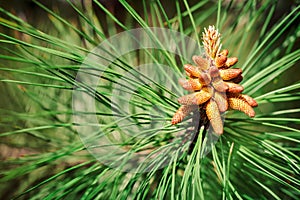 Young branches of a pine.