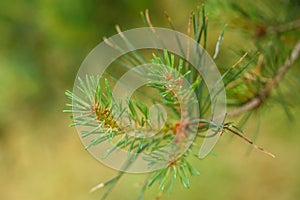Young branches of pine tree.