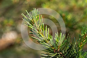 Young branches of pine tree.