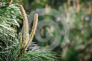 Young branches of a pine.