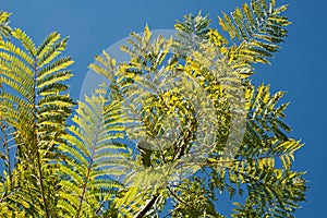 YOUNG BRANCHES OF A SMALL JAKARANDA TREE