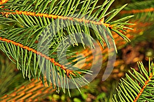 Young branches were eaten in the spring