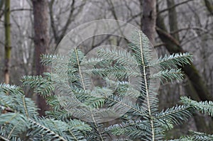 Young branches were eaten in the spring