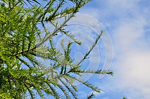 Young branches were eaten in the spring