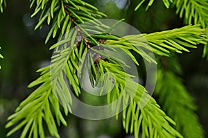 Young branches were eaten in the spring