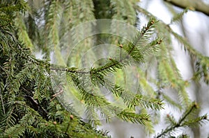 Young branches were eaten in the spring