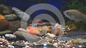 Young bream, carp and minnows swim in the aquarium. Freshwater river fish in an aquarium