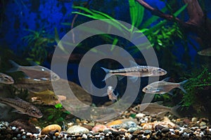 Young bream, carp and minnows swim in the aquarium. Freshwater river fish in an aquarium