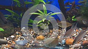 Young bream, carp and minnows swim in the aquarium. Freshwater river fish in an aquarium