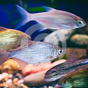 Young bream swim in the aquarium. Freshwater river fish in an aquarium