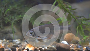 Young bream swims in the aquarium. Freshwater river fish in aquarium