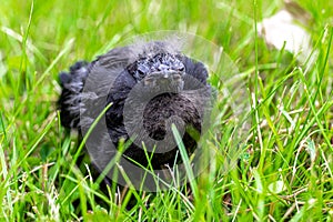 Young Brewer\'s Blackbird