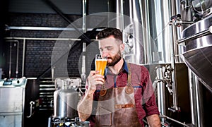 Young brewer wearing a leather apron is testing beer at a modern brewery