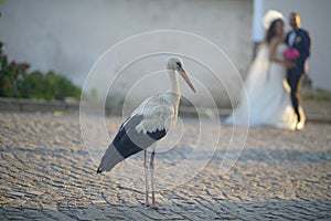 Young bride and groom getting married