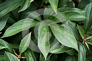 Young bright green foliage of peonies in the garden near the country house. Bright green leaves of peonies - background