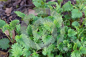 Young bright green leaves of nettle plant.Close up in blur.Concept of usefulness of plants in medicine, fertilizer for the garden