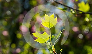 Young bright green leaves of Tulip tree Liriodendron tulipifera, called Tuliptree, American or Tulip Poplar on multicolor backgr