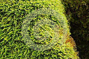 Young bright green moss covers the forest