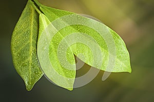 Young bright green tree leaves, the concept of spring and ecology, bright background