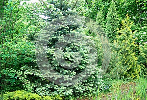 Young bright shoots on branches Blue spruce Picea pungens in landscape ornamental garden photo