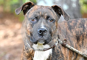 Young brindle male American Pitbull Terrier dog