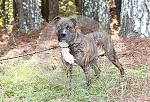 Young brindle male American Pitbull Terrier dog on a leash