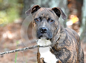Young brindle male American Pitbull Terrier dog on a leash