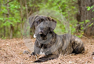 Young Brindle Mastiff puppy dog