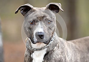 Young brindle Pit Bull Terrier mix breed dog outside on leash