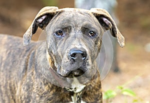 Young brindle Plott Hound and Mastiff mix breed dog outside on leash