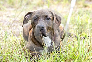 Young brindle Plott Hound mix breed dog laying down outside