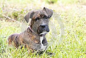 Young brindle Plott Hound mix breed dog laying down outside on leash