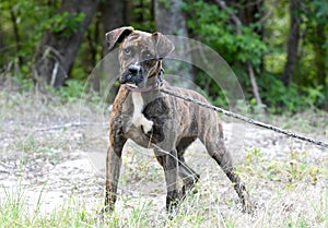 Young brindle Plott Hound mix breed dog outside on leash photo
