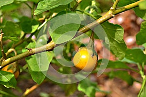 Young brinjal