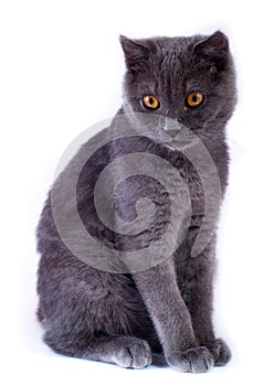 Young British blue cat