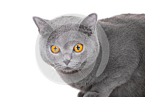Young British blue cat sitting on isolated white