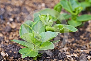 Young broad beans plants