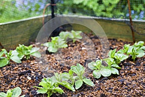 Young broad beans plants